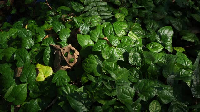 雨林中的绿叶视频素材