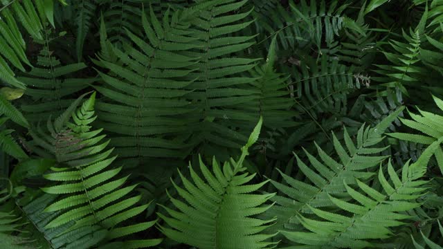 蕨类植物在热带雨林视频素材