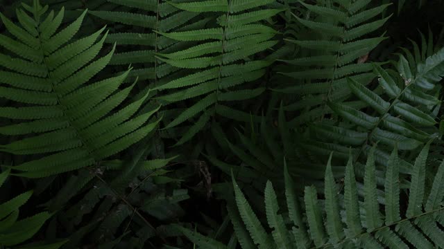 蕨类植物在热带雨林视频素材