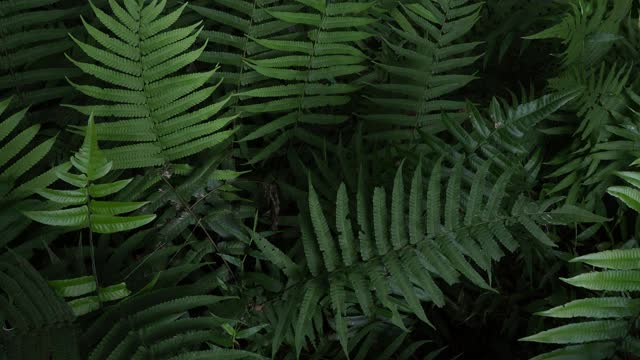 蕨类植物在热带雨林视频素材