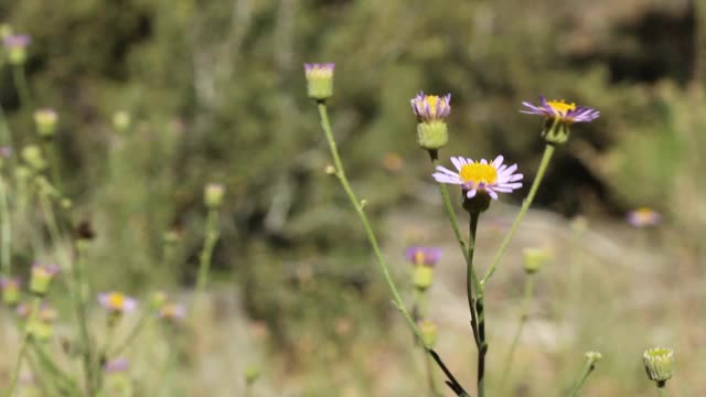 Erigeron分散bloom - SAN bernardino MTNS - 070920 v a视频素材