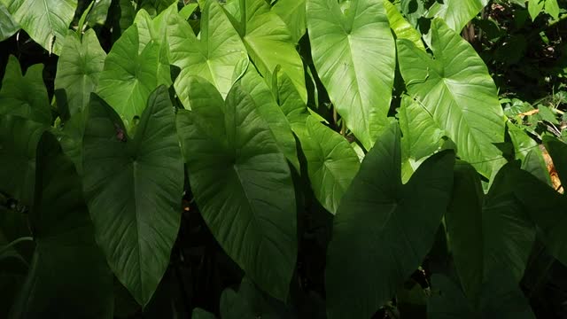 象耳叶，香芋视频素材