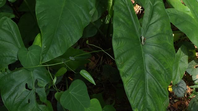 象耳叶，香芋视频素材