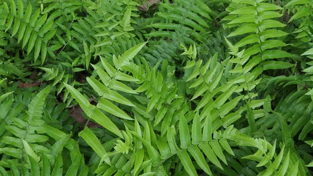 蕨类植物在热带雨林视频素材