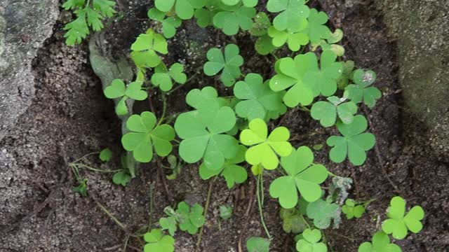 田野里的三叶草视频素材