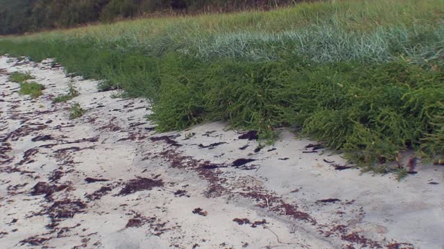 白海岸边的木头浸泡在水里。视频素材