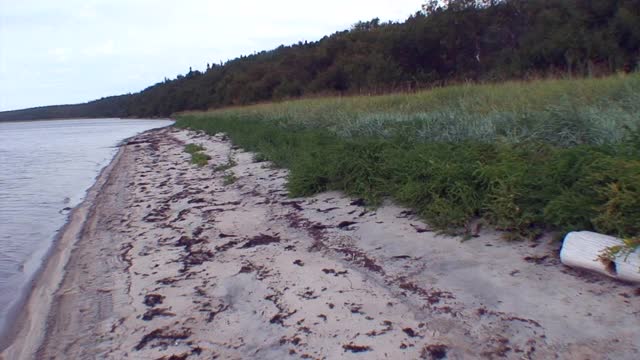 白海岸边的木头浸泡在水里。视频素材