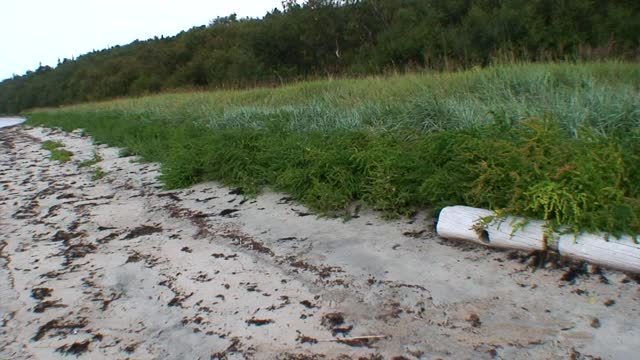 白海岸边的木头浸泡在水里。视频素材