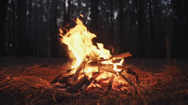 明亮的火焰燃烧篝火在黑暗的背景松林在傍晚日落在一天在夏天。在火中燃烧的树枝，火焰的舌头。徒步旅行。旅游业。旅行。生活方式视频素材