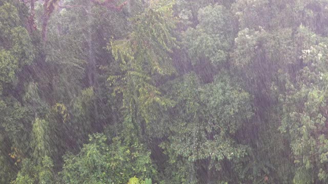 大雨在亚洲热带森林视频素材