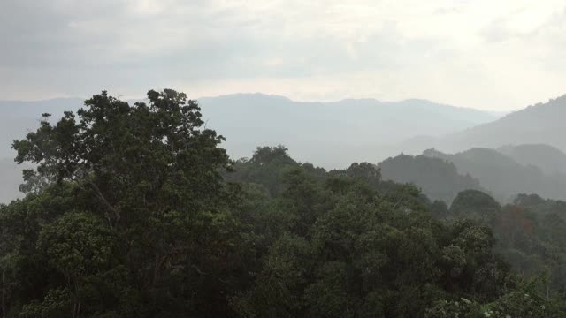 大雨在亚洲热带森林视频素材