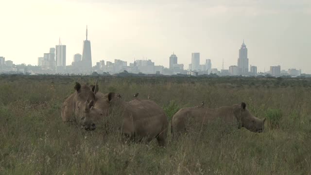 犀牛在它们的自然栖息地吃草，而人类在城市里视频素材