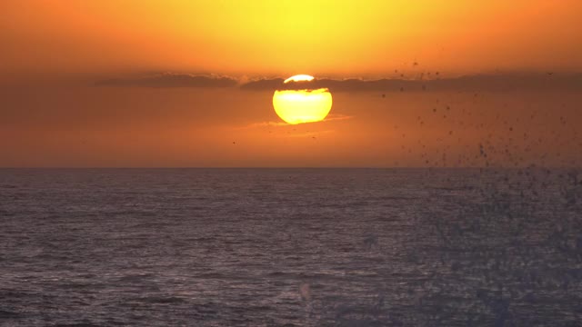 海鸥在夕阳下飞过海面，时光流逝视频素材