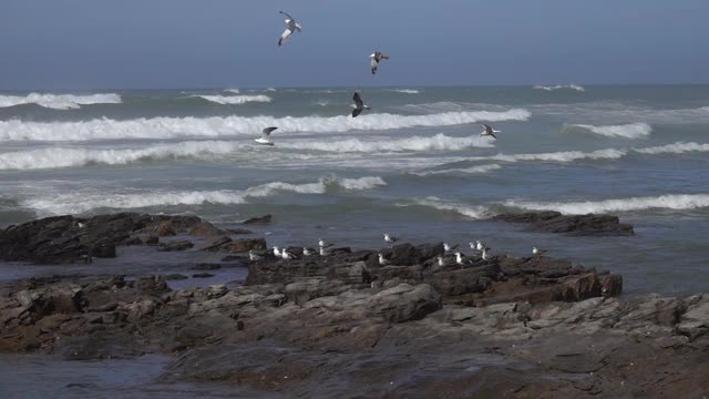 海鸥飞过海浪，慢镜头视频素材