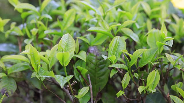 绿茶芽和新鲜的叶子。茶园。农业的概念。视频素材