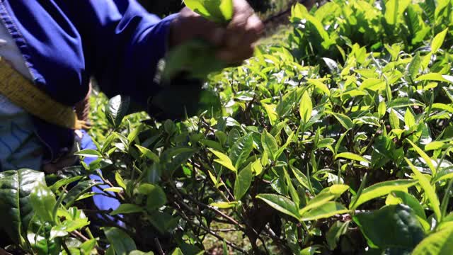 妇女用手指在茶园采摘茶叶视频素材