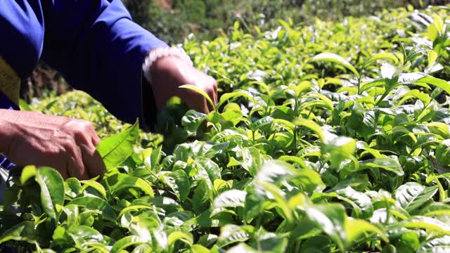 妇女用手指在茶园采摘茶叶视频素材