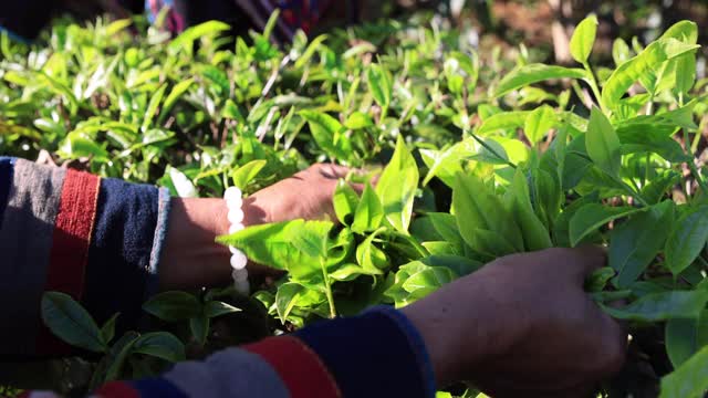 慢动作的妇女用手指在茶园采摘茶叶产品视频素材