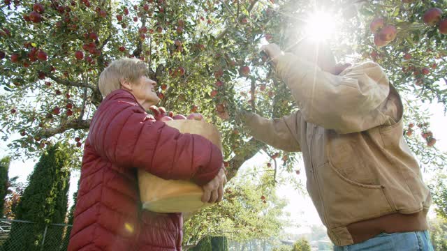 老夫妇从他们的苹果树上摘苹果视频素材