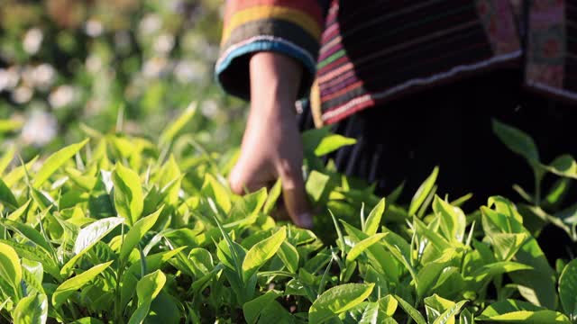 妇女用手指在茶园采摘茶叶视频素材