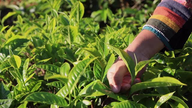 妇女用手指在茶园采摘茶叶视频素材