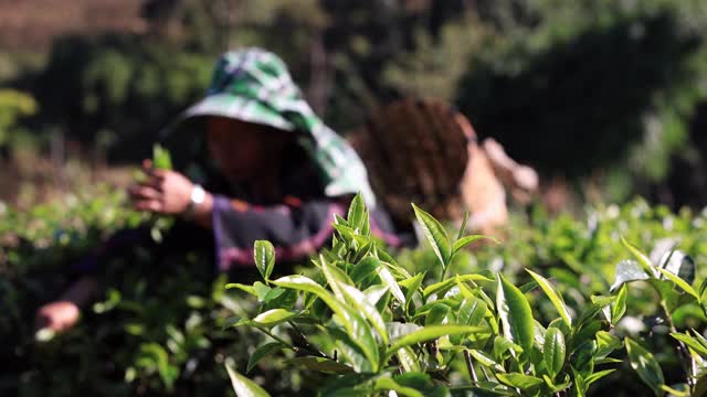 慢动作的妇女用手指在茶园采摘茶叶产品视频素材