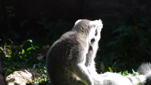 两个环尾狐猴视频素材