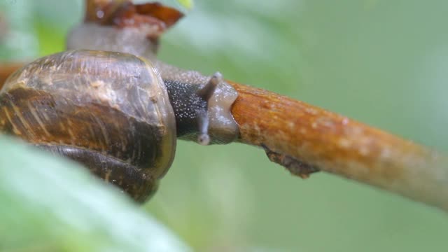 这只小蜗牛仔细看了看茎视频素材