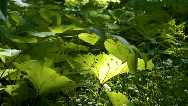 阳光照射在植物的绿叶上视频素材