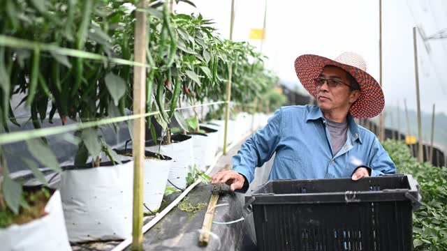 亚洲华人活跃的高级农民检查他的有机农场辣椒生长视频素材