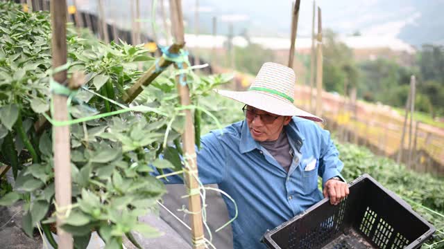 亚洲华人活跃的高级农民检查他的有机农场辣椒生长视频素材