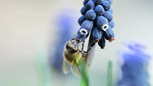 蜜蜂在花朵视频素材