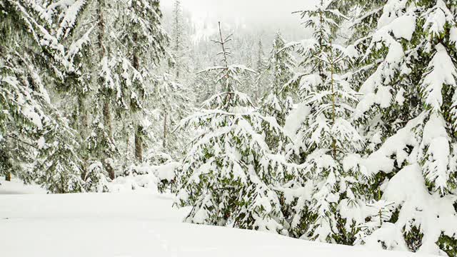 树枝上美丽的蓬松的雪。雪花从云杉树枝上美丽地飘落下来。冬天的童话，树在雪中囚禁。冬天下雪的录像视频素材