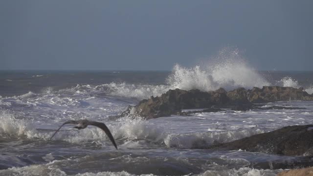 海鸥和水花从大浪慢镜头视频素材