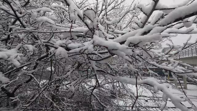 树上有雪，树枝上有雪，公园里有雪，下雪的天气，近距离看视频下载