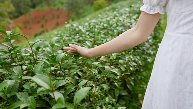 4K年轻的亚洲女性在茶园里用手触摸和抚摸茶树叶子。在清新的夏日清晨，美丽的女孩在农地里放松和享受漫步。视频素材