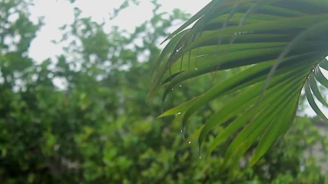 雨滴视频素材