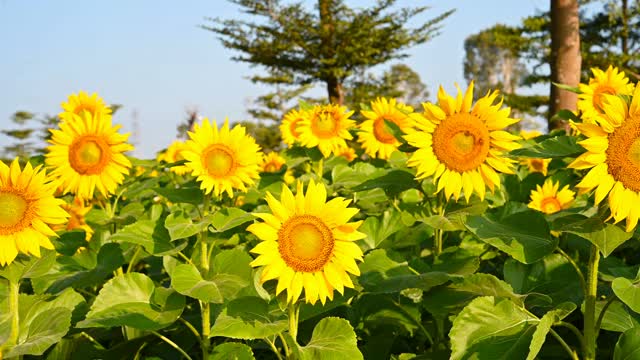 在一个阳光明媚的早晨，潘景盛开在田野里的向日葵视频素材