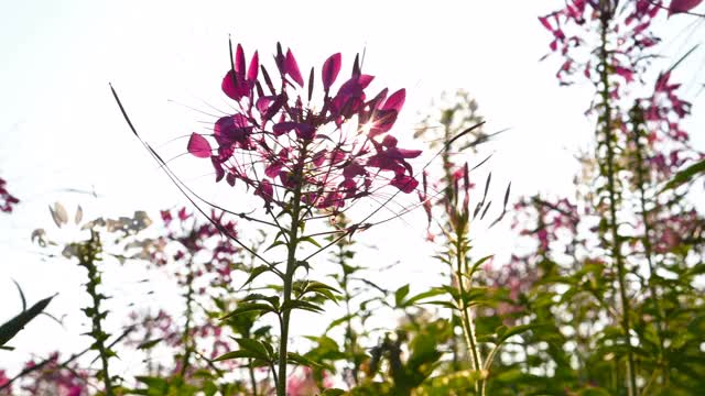 pan view盛开的蜘蛛花或Cleome spinosa against the Sun with light leak在早晨视频素材