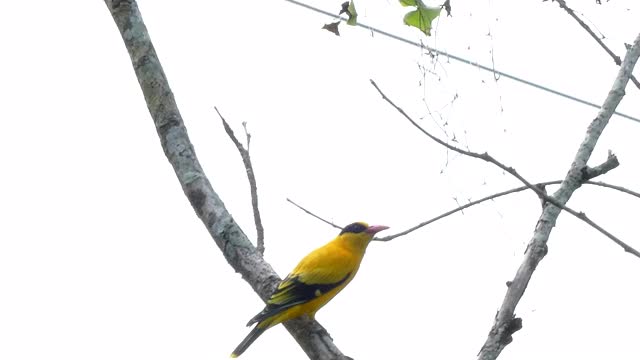 自然界中的一种鸟(黑枕黄鹂)视频素材