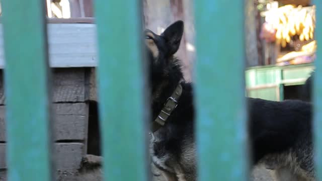 一只愤怒的牧羊犬在外面狂吠。这只狗看起来很有攻击性视频素材