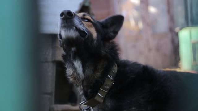 一只愤怒的牧羊犬在外面狂吠。这只狗看起来很有攻击性视频素材