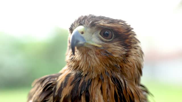 哈里斯鹰(Parabuteo unicinctus)，以前被称为海湾翼鹰或暗鹰，在拉丁美洲被称为peuco，是一种中型和大型的猛禽视频素材