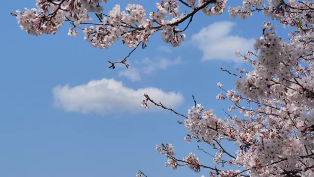 樱花视频素材