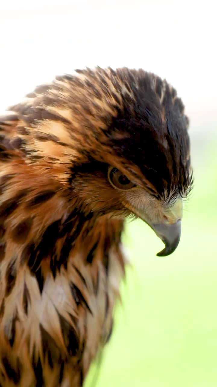 哈里斯鹰(Parabuteo unicinctus)，以前被称为海湾翼鹰或暗鹰，在拉丁美洲被称为peuco，是一种中型和大型的猛禽视频素材