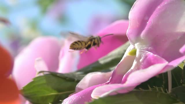 蜜蜂蜂视频素材