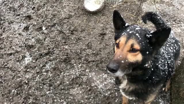 一只愤怒的牧羊犬在外面狂吠。这只狗看起来很有攻击性视频素材