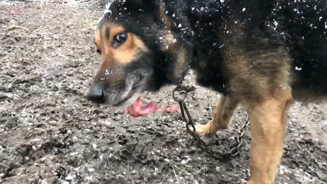 一只愤怒的牧羊犬在外面狂吠。这只狗看起来很有攻击性视频素材