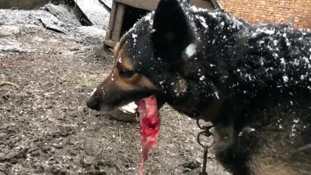 一只愤怒的牧羊犬在外面狂吠。这只狗看起来很有攻击性视频素材