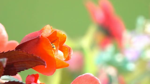 蜜蜂蜂花视频素材